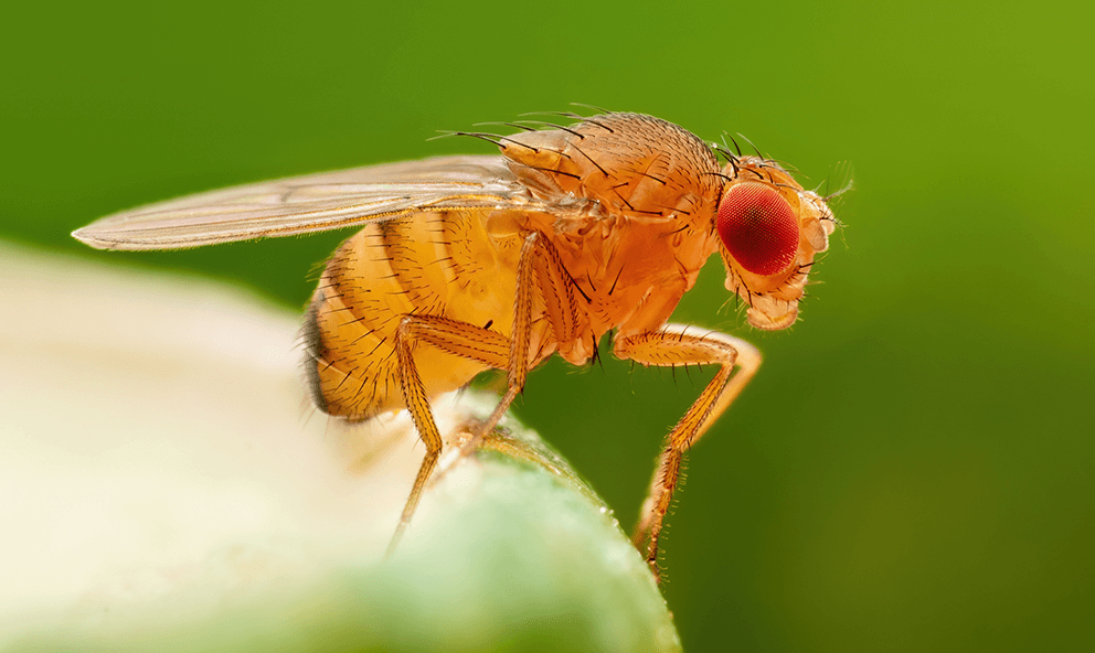 drosophila-suzukii